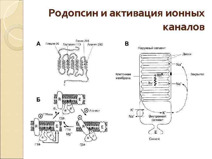 Схема сенсорные преобразования в фоторецепторах