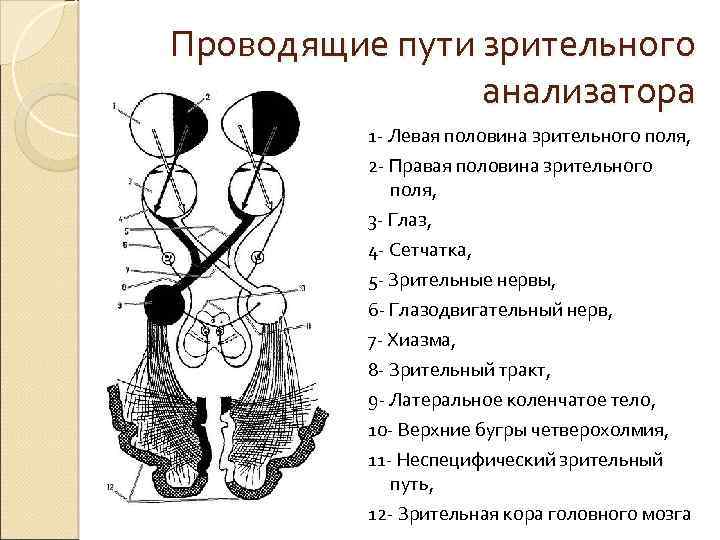 Проводящие пути анализаторов. Проводящие пути зрительного анализатора анатомия. Проводящий путь зрительного анализатора. Схема проводящего пути зрительного анализатора. Проводящий путь зрительного анализатора анатомия.