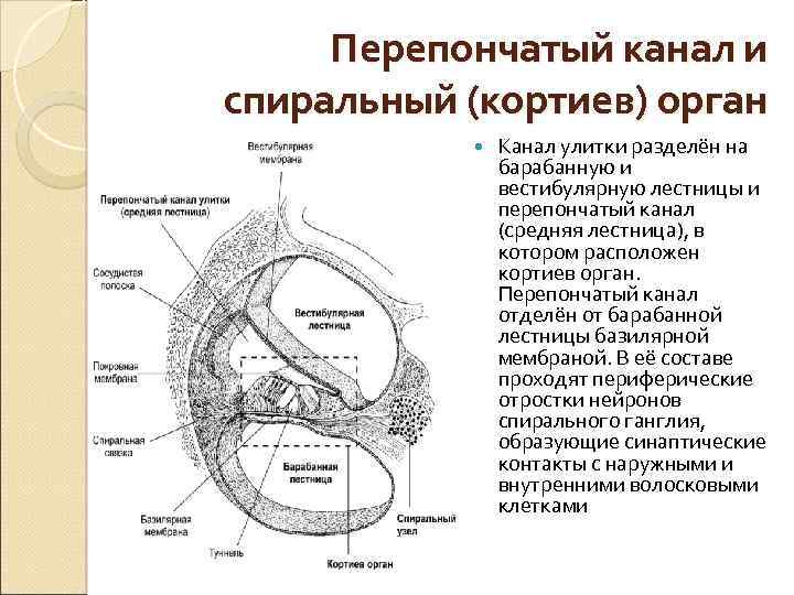 Схема строения сенсорной системы физиология