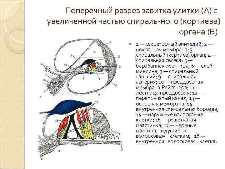 2 зарисовать схему поперечного разреза улитки