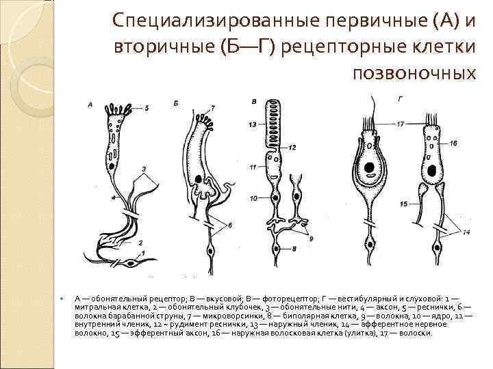 Обонятельный анализатор картинки