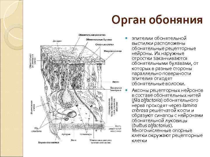 Схема обонятельного эпителия