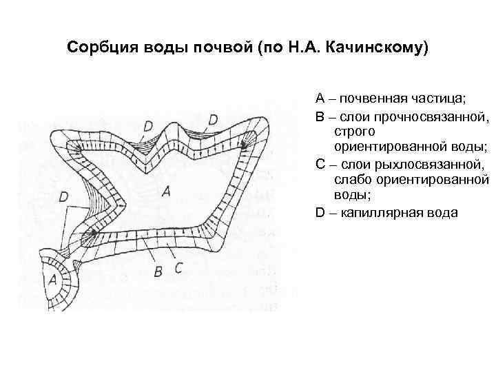 Сорбция воды почвой (по Н. А. Качинскому) А – почвенная частица; В – слои