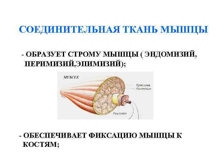 СОЕДИНИТЕЛЬНАЯ ТКАНЬ МЫШЦЫ - ОБРАЗУЕТ СТРОМУ МЫШЦЫ ( ЭНДОМИЗИЙ, ПЕРИМИЗИЙ, ЭПИМИЗИЙ); - ОБЕСПЕЧИВАЕТ ФИКСАЦИЮ