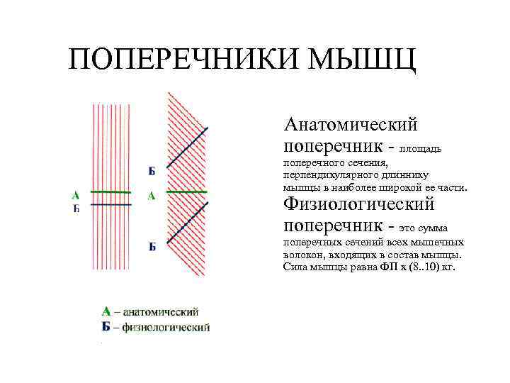 ПОПЕРЕЧНИКИ МЫШЦ Анатомический поперечник - площадь поперечного сечения, перпендикулярного длиннику мышцы в наиболее широкой