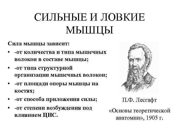 СИЛЬНЫЕ И ЛОВКИЕ МЫШЦЫ Сила мышцы зависит: • -от количества и типа мышечных волокон