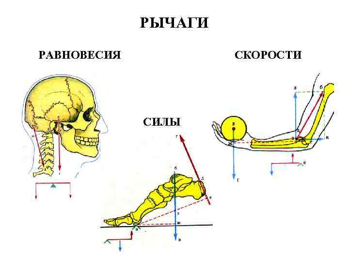 РЫЧАГИ РАВНОВЕСИЯ СКОРОСТИ СИЛЫ 