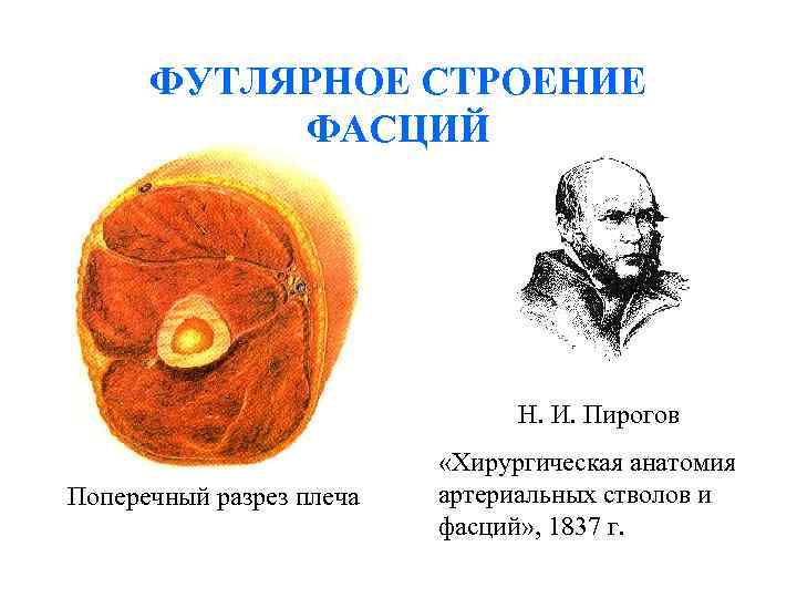 ФУТЛЯРНОЕ СТРОЕНИЕ ФАСЦИЙ Н. И. Пирогов Поперечный разрез плеча «Хирургическая анатомия артериальных стволов и