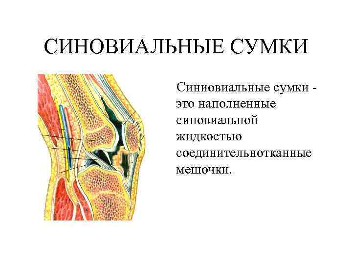 СИНОВИАЛЬНЫЕ СУМКИ Синиовиальные сумки это наполненные синовиальной жидкостью соединительнотканные мешочки. 