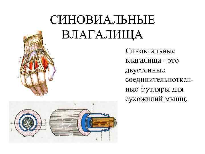 СИНОВИАЛЬНЫЕ ВЛАГАЛИЩА Синовиальные влагалища - это двустенные соединительнотканные футляры для сухожилий мышц. 