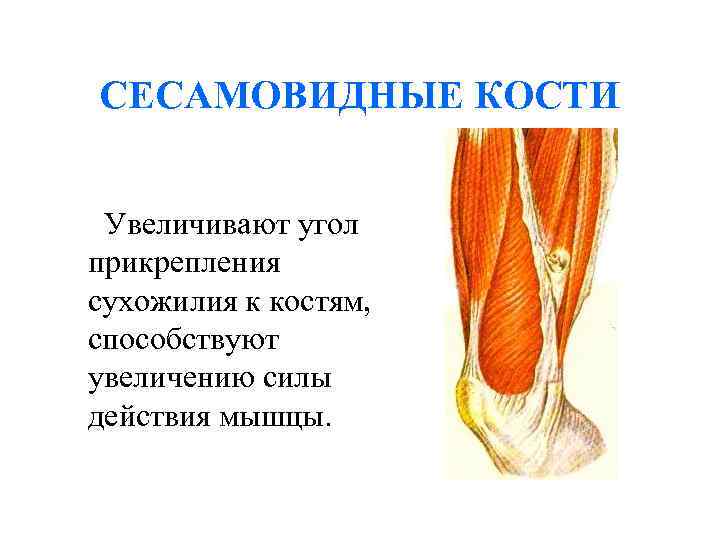 СЕСАМОВИДНЫЕ КОСТИ Увеличивают угол прикрепления сухожилия к костям, способствуют увеличению силы действия мышцы. 