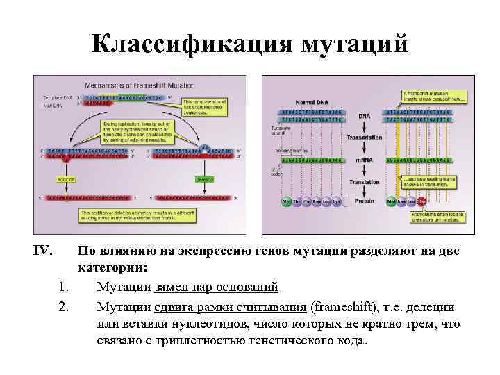 Классификация мутаций IV. По влиянию на экспрессию генов мутации разделяют на две категории: 1.