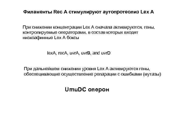 Филаменты Rec A стимулируют аутопротеолиз Lex A При снижении концентрации Lex A сначала активируются,