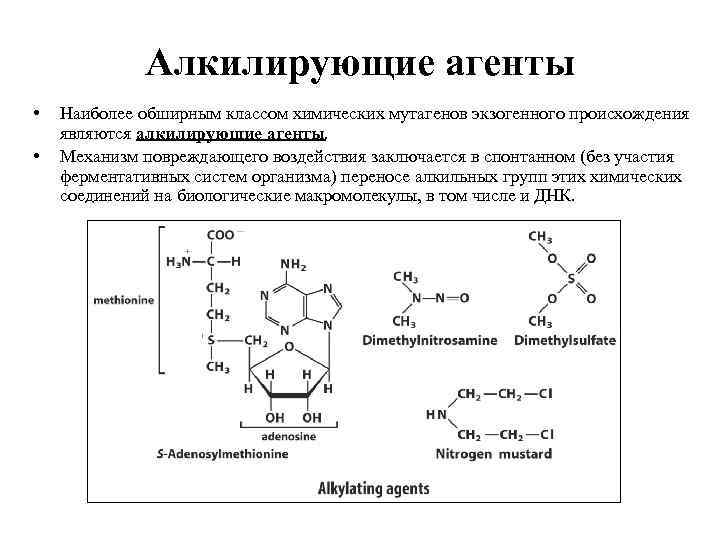 Алкилирующие агенты • • Наиболее обширным классом химических мутагенов экзогенного происхождения являются алкилирующие агенты.