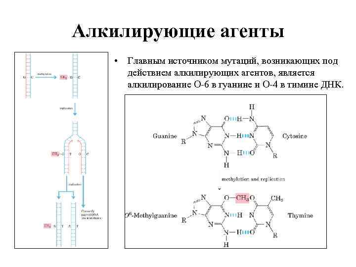 Алкилирующие агенты • Главным источником мутаций, возникающих под действием алкилирующих агентов, является алкилирование O-6