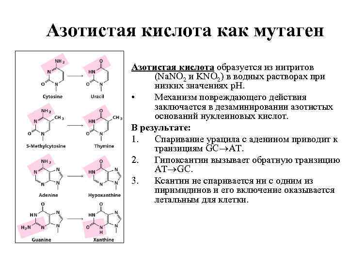 Азотистая кислота как мутаген Азотистая кислота образуется из нитритов (Na. NO 2 и KNO