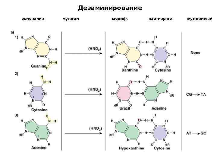 Дезаминирование основание мутаген (азотистая кислота) модиф. основание партнер по спариванию мутагенный эффект 