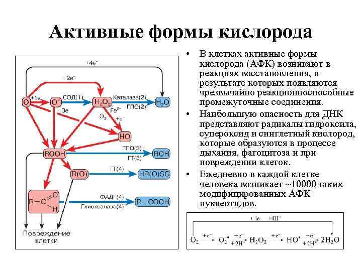 Активные формы кислорода • В клетках активные формы кислорода (АФК) возникают в реакциях восстановления,