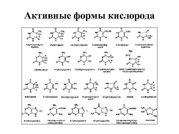 Активные формы кислорода 