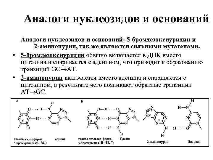 Аналоги нуклеозидов и оснований: 5 -бромдезоксиуридин и 2 -аминопурин, так же являются сильными мутагенами.