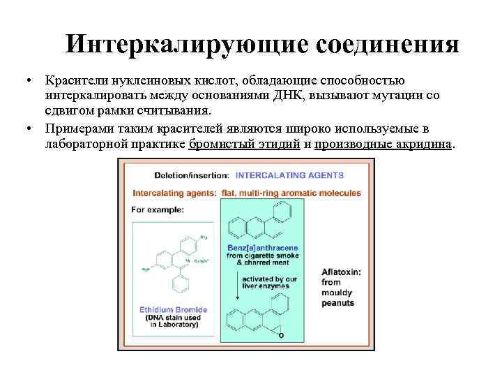 Интеркалирующие соединения • Красители нуклеиновых кислот, обладающие способностью интеркалировать между основаниями ДНК, вызывают мутации