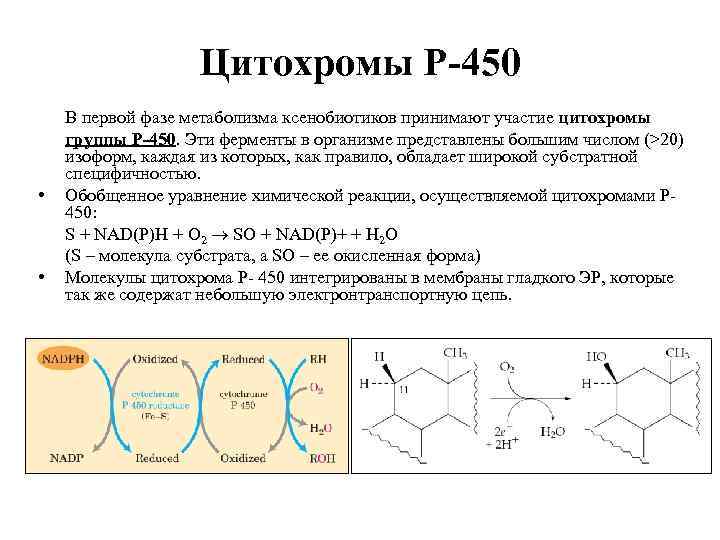 Цитохромы Р-450 • • В первой фазе метаболизма ксенобиотиков принимают участие цитохромы группы Р-450.