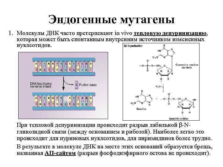 Эндогенные мутагены 1. Молекулы ДНК часто претерпевают in vivo тепловую депуринизацию, которая может быть