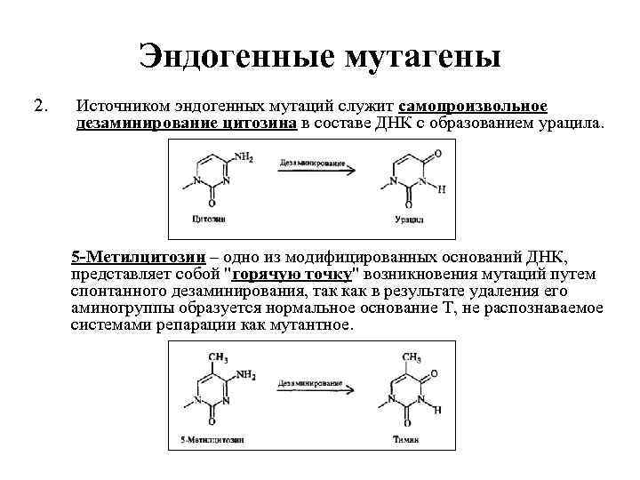 Эндогенные мутагены 2. Источником эндогенных мутаций служит самопроизвольное дезаминирование цитозина в составе ДНК с