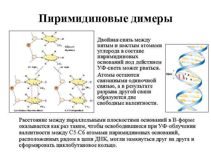 Пиримидиновые димеры Двойная связь между пятым и шестым атомами углерода в составе пиримидиновых оснований