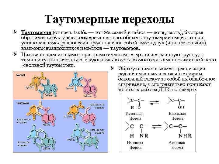 Таутомерные переходы Ø Таутомерия (от греч. tautós — тот же самый и méros —