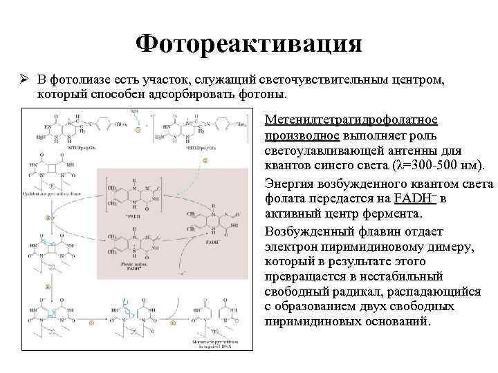 Фотореактивация Ø В фотолиазе есть участок, служащий светочувствительным центром, который способен адсорбировать фотоны. Метенилтетрагидрофолатное