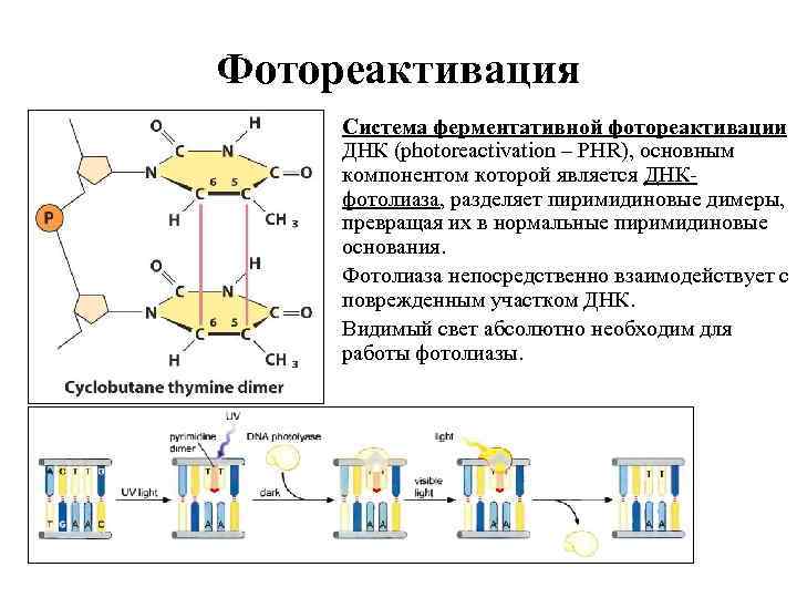 Фотореактивация Система ферментативной фотореактивации ДНК (photoreactivation – PHR), основным компонентом которой является ДНКфотолиаза, разделяет