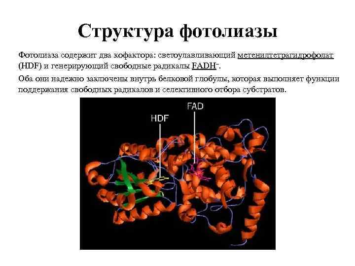 Структура фотолиазы Фотолиаза содержит два кофактора: светоулавливающий метенилтетрагидрофолат (HDF) и генерирующий свободные радикалы FADH–.