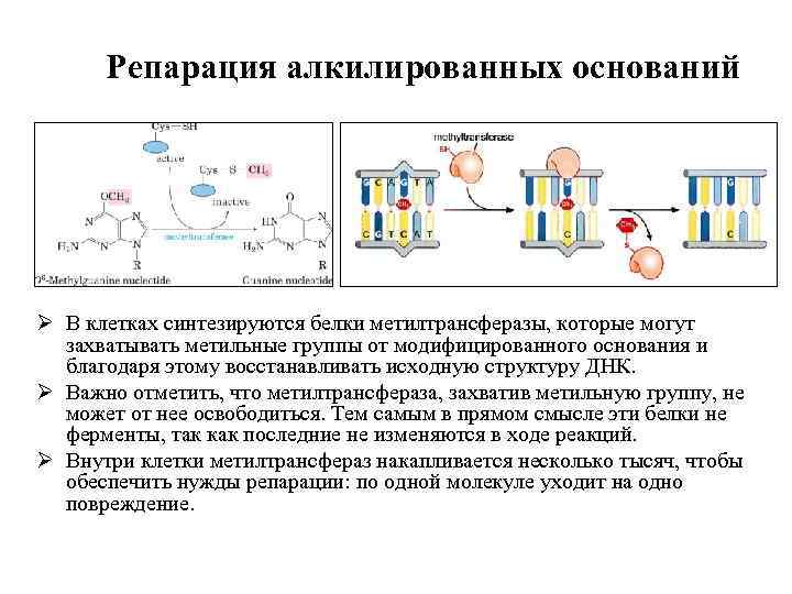 Репарация алкилированных оснований Ø В клетках синтезируются белки метилтрансферазы, которые могут захватывать метильные группы