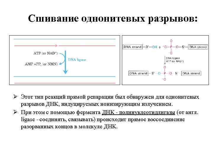 Сшивание однонитевых разрывов: Ø Этот тип реакций прямой репарации был обнаружен для однонитевых разрывов