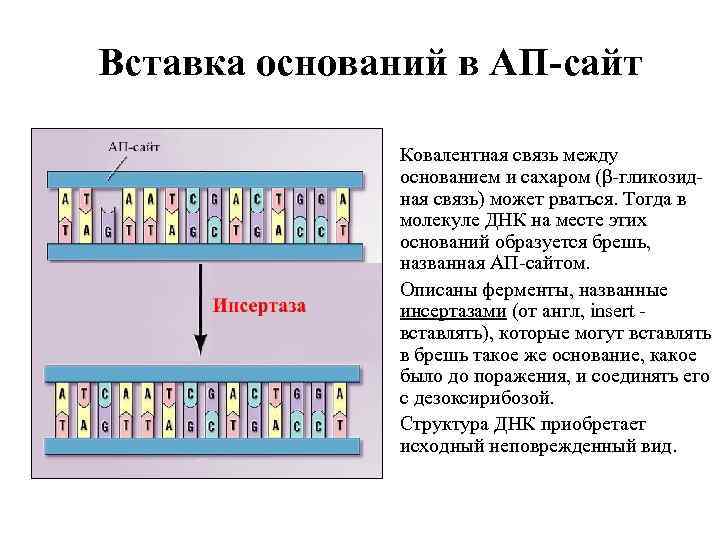 Вставка оснований в АП-сайт Ковалентная связь между основанием и сахаром (β-гликозидная связь) может рваться.