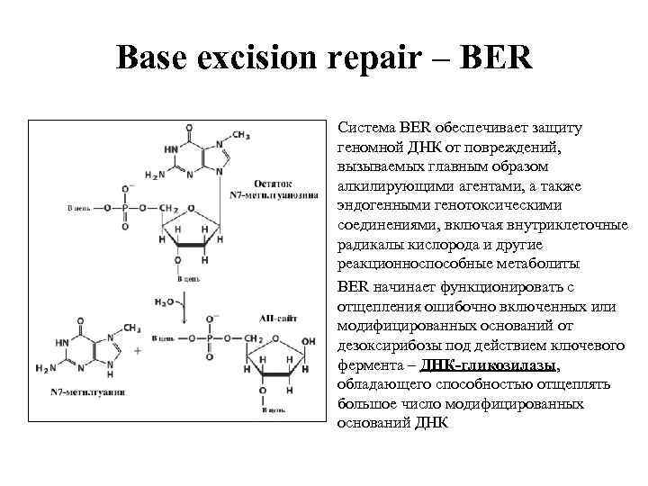 Base excision repair – BER Система BER обеспечивает защиту геномной ДНК от повреждений, вызываемых