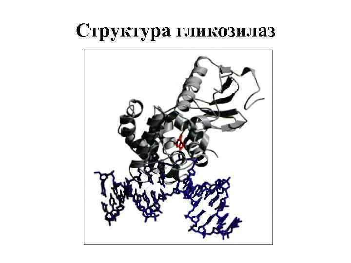 Структура гликозилаз 