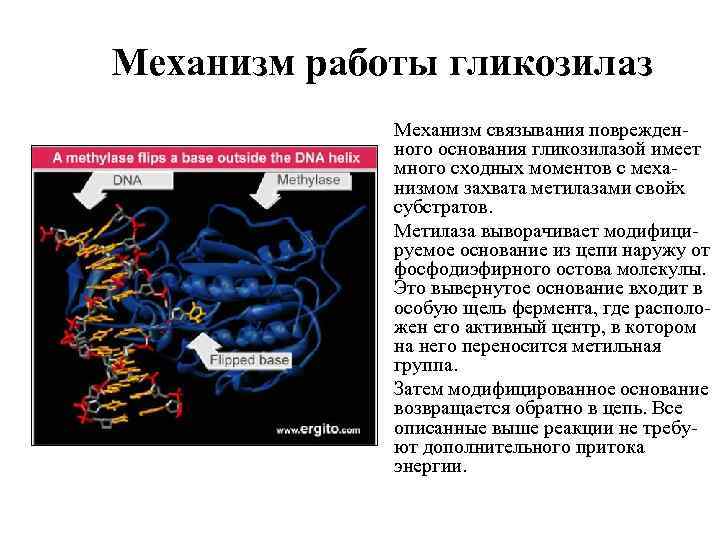 Механизм работы гликозилаз Механизм связывания поврежденного основания гликозилазой имеет много сходных моментов с механизмом