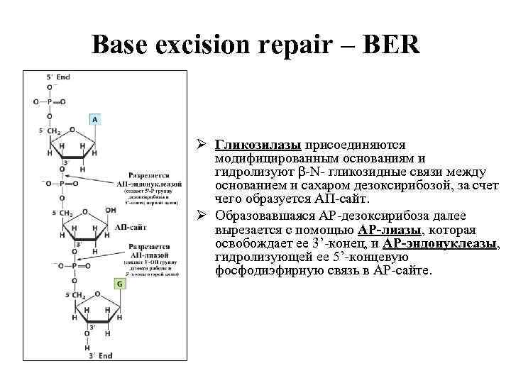 Base excision repair – BER Ø Гликозилазы присоединяются модифицированным основаниям и гидролизуют β-N- гликозидные