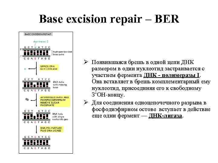 Base excision repair – BER Ø Появившаяся брешь в одной цепи ДНК размером в