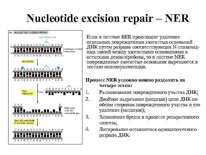 Nucleotide excision repair – NER Если в системе BER происходит удаление отдельных поврежденных азотистых