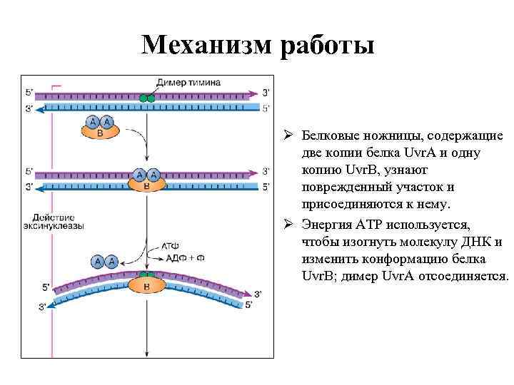 Механизм работы Ø Белковые ножницы, содержащие две копии белка Uvr. A и одну копию