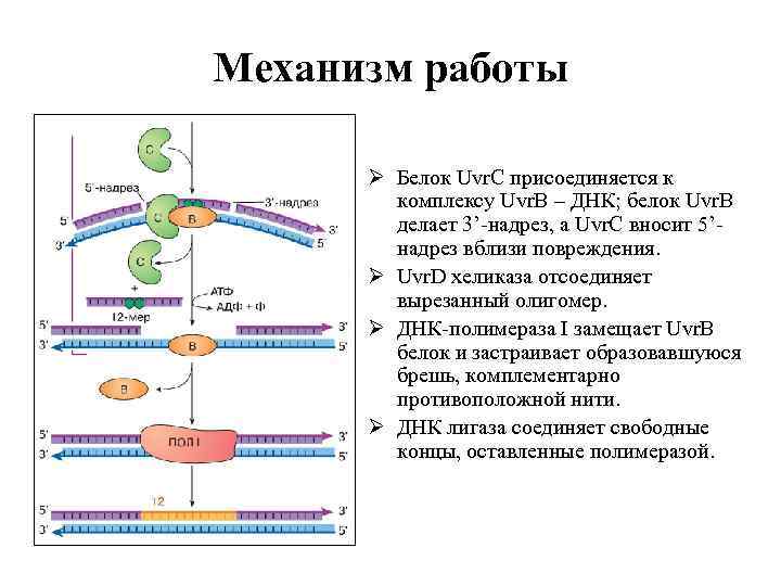 Механизм работы Ø Белок Uvr. C присоединяется к комплексу Uvr. В – ДНК; белок