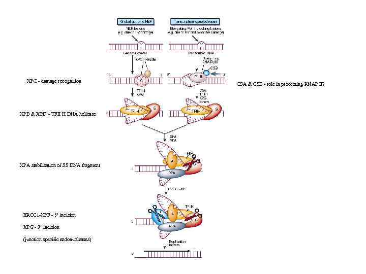 XPC - damage recognition XPB & XPD – TFII H DNA helicase XPA stabilisation