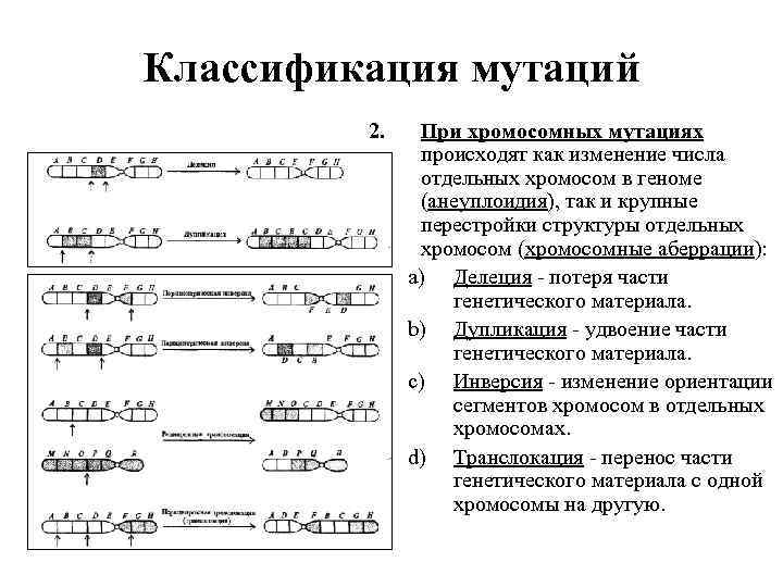 Классификация мутаций 2. При хромосомных мутациях происходят как изменение числа отдельных хромосом в геноме