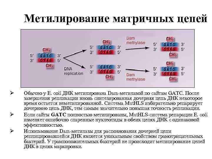 Метилирование матричных цепей Ø Ø Ø Обычно у E. coli ДНК метилирована Dam-метилазой по