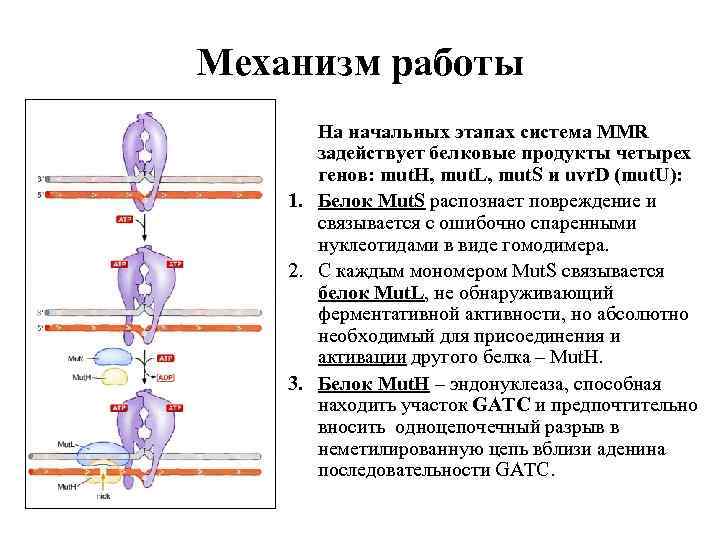 Механизм работы На начальных этапах система MMR задействует белковые продукты четырех генов: mut. H,