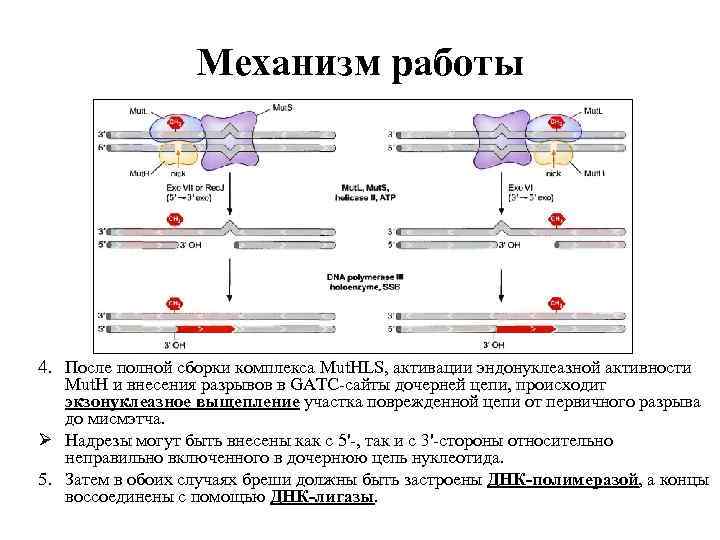 Механизм работы 4. После полной сборки комплекса Mut. HLS, активации эндонуклеазной активности Mut. H