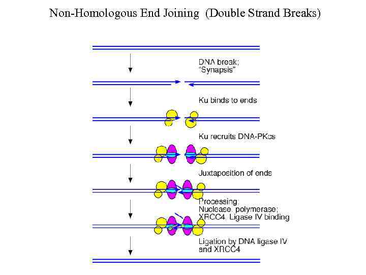 Non-Homologous End Joining (Double Strand Breaks) 